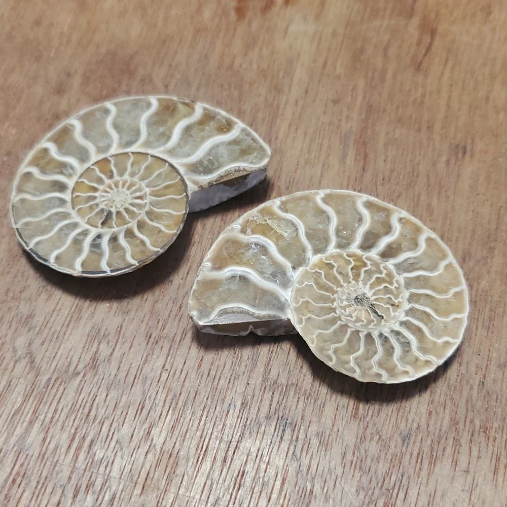 Ammonite Fossil Halves – Polished Interior GS